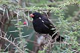 Red-billed Buffalo-Weaverborder=